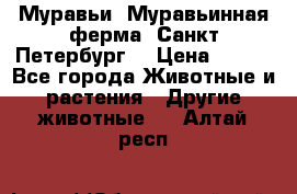 Муравьи, Муравьинная ферма. Санкт-Петербург. › Цена ­ 550 - Все города Животные и растения » Другие животные   . Алтай респ.